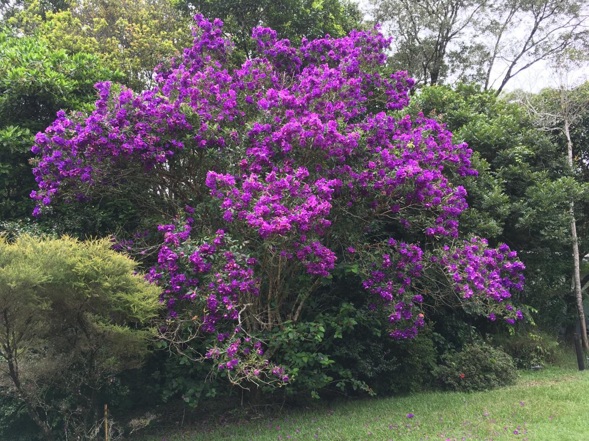 Tibouchina Astonville