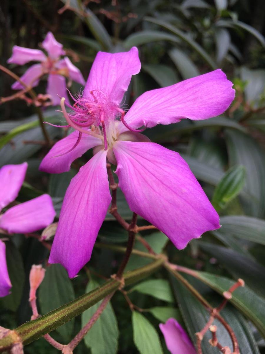 Tibouchina Kathleen