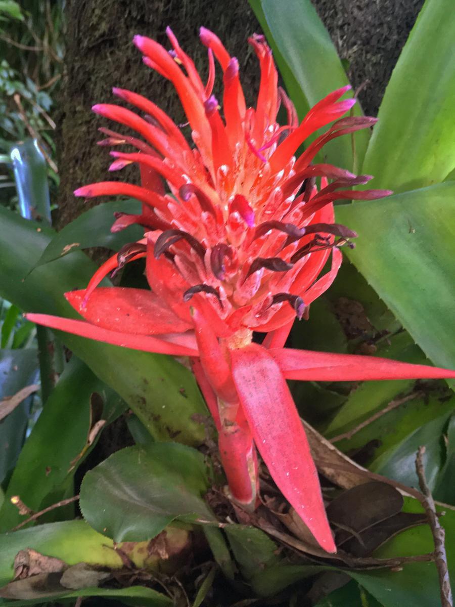 Bromeliad (Bilbergia pyrmidalis)