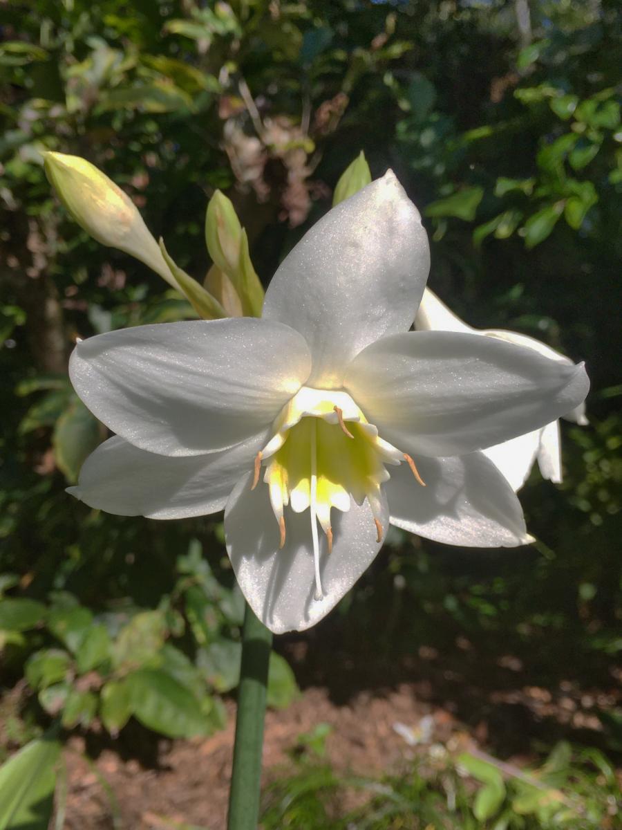 Amazon Lily (Eucharis amazonica)