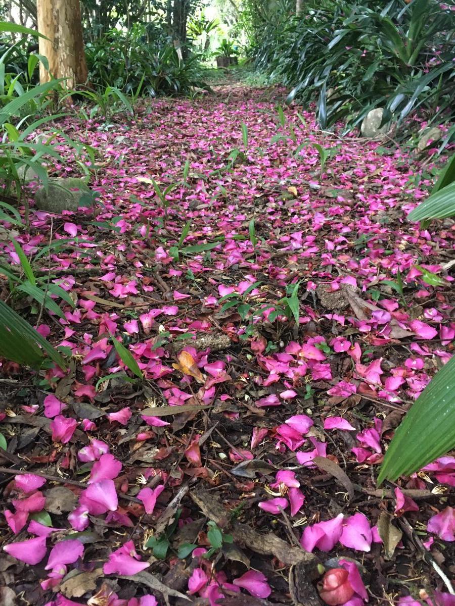 A carpet of Camelia petals