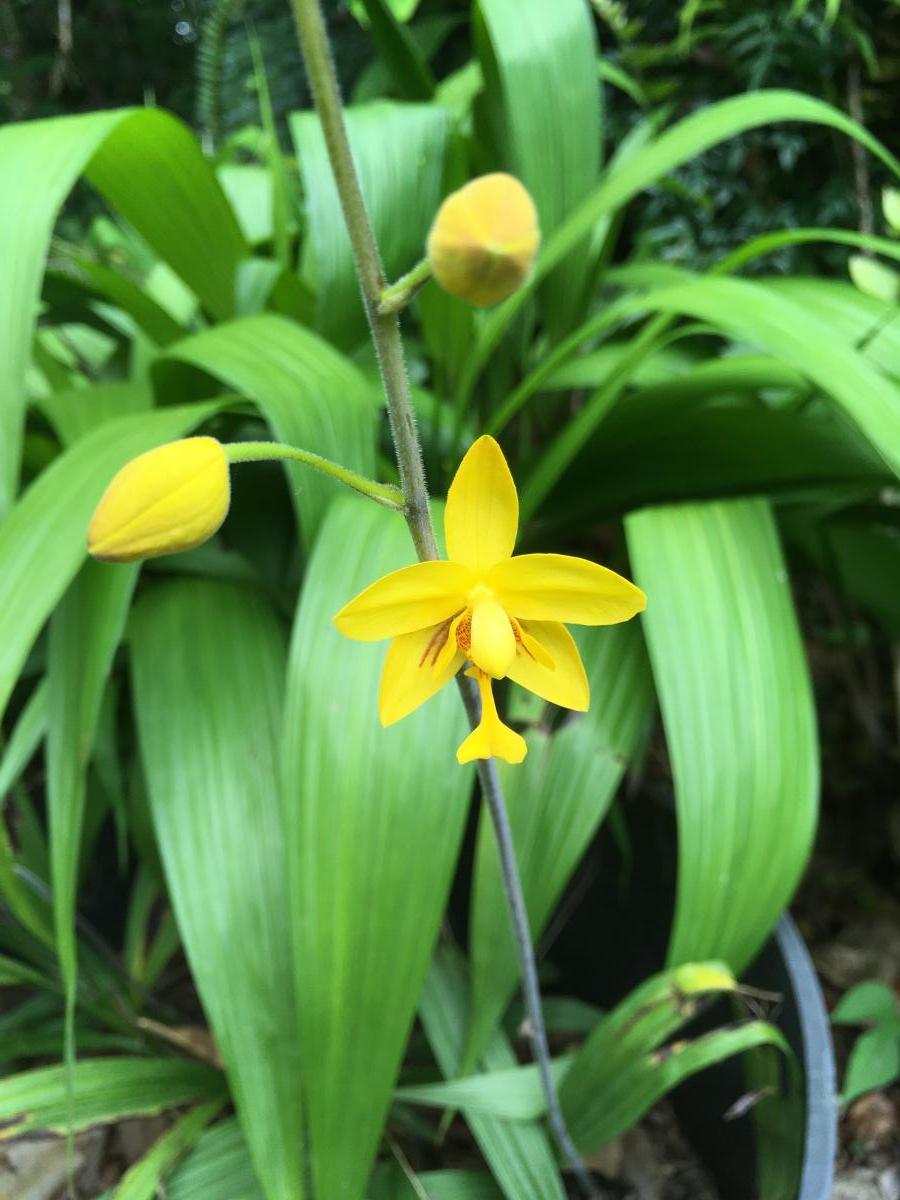 Ground Orchid (Spathoglotttis plicata) yellow variety