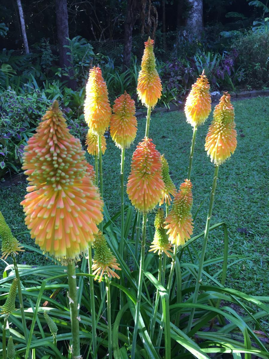 Kniphofia variety 2