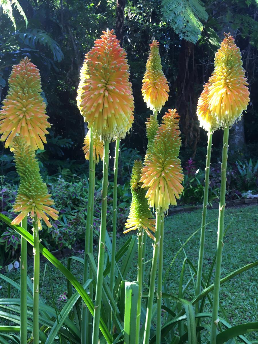 Kniphofia variety 3