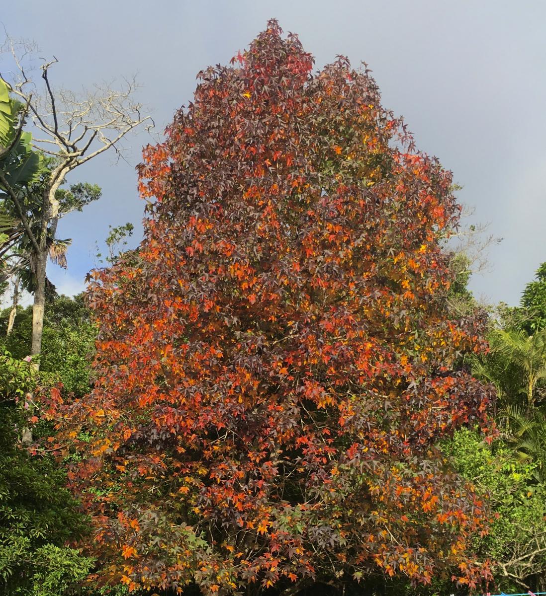 Liquidambar styraciflua