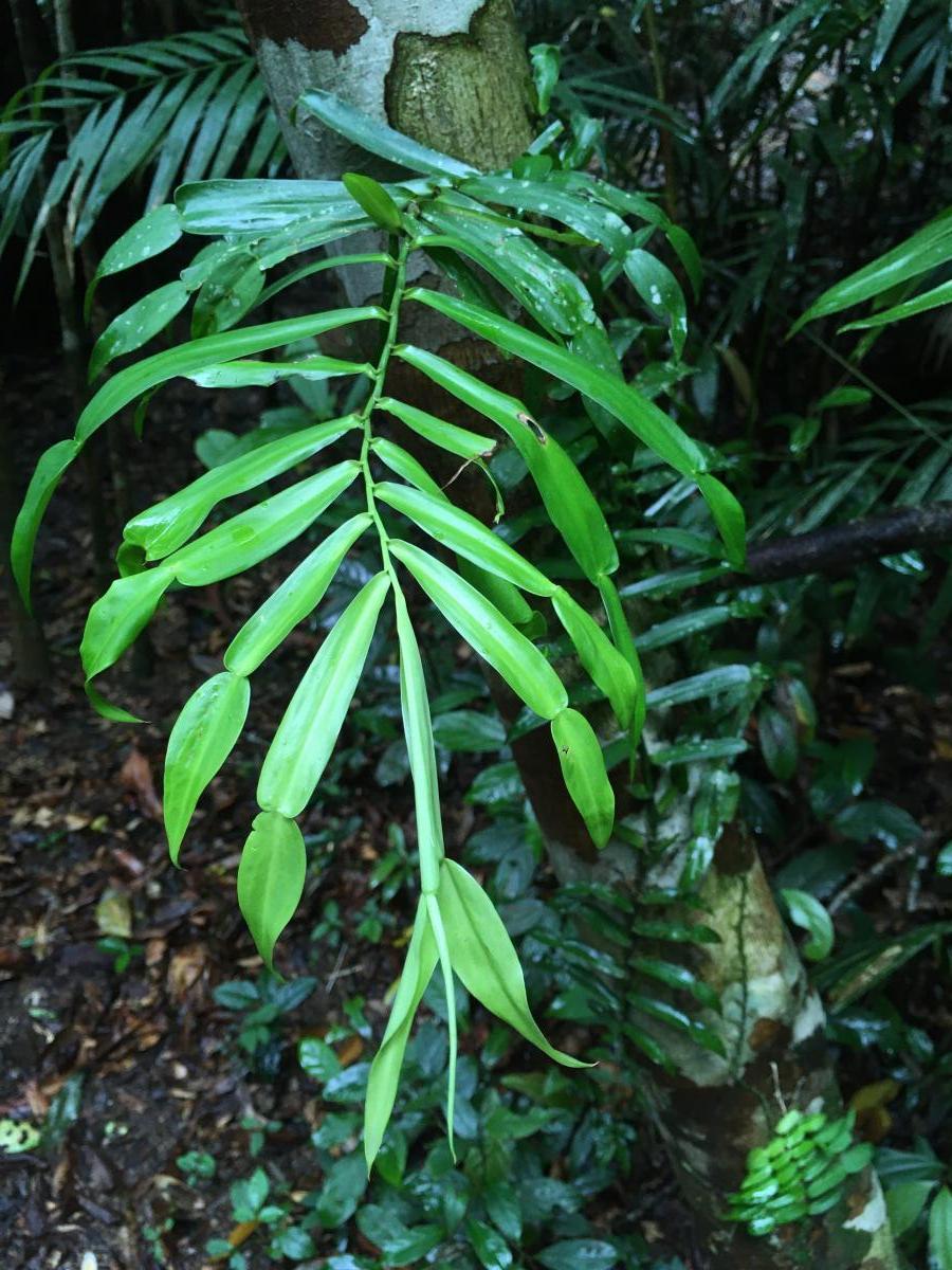 rainforest climbing plants