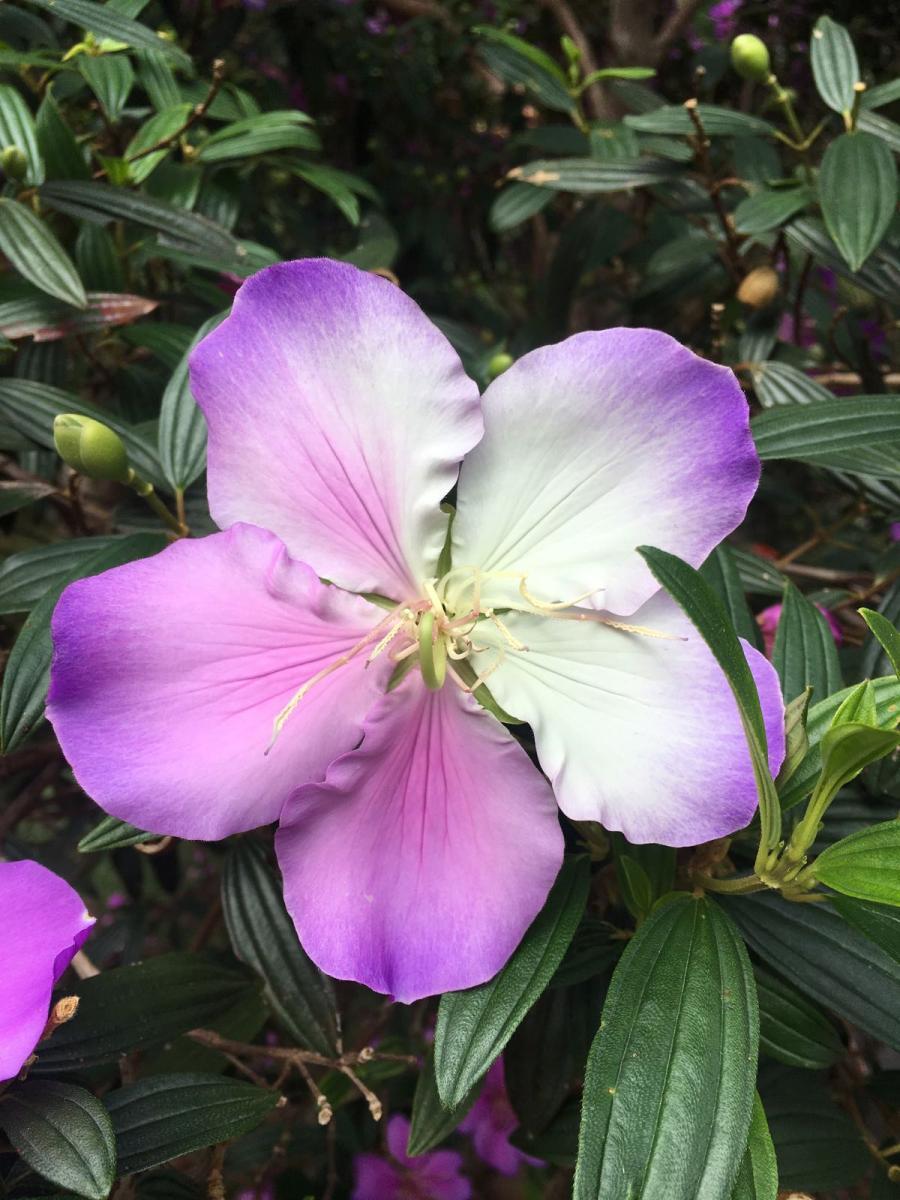 Tibouchina Chameleon