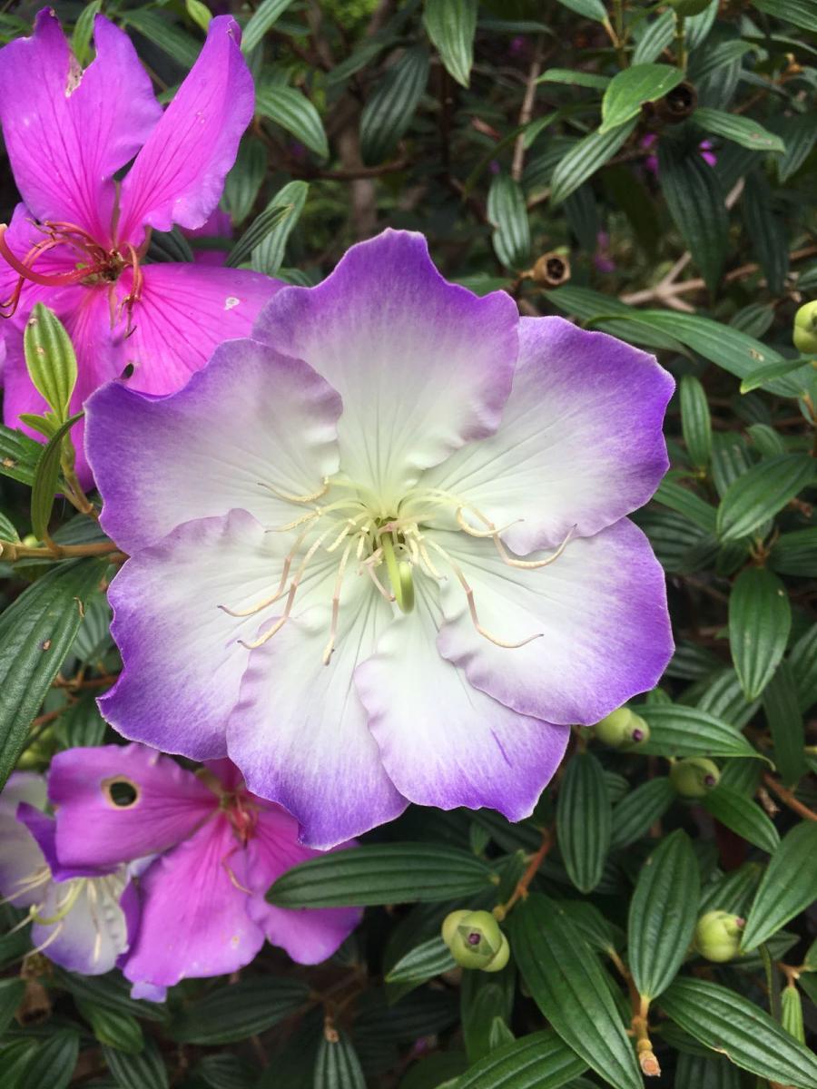 Tibouchina Chameleon 