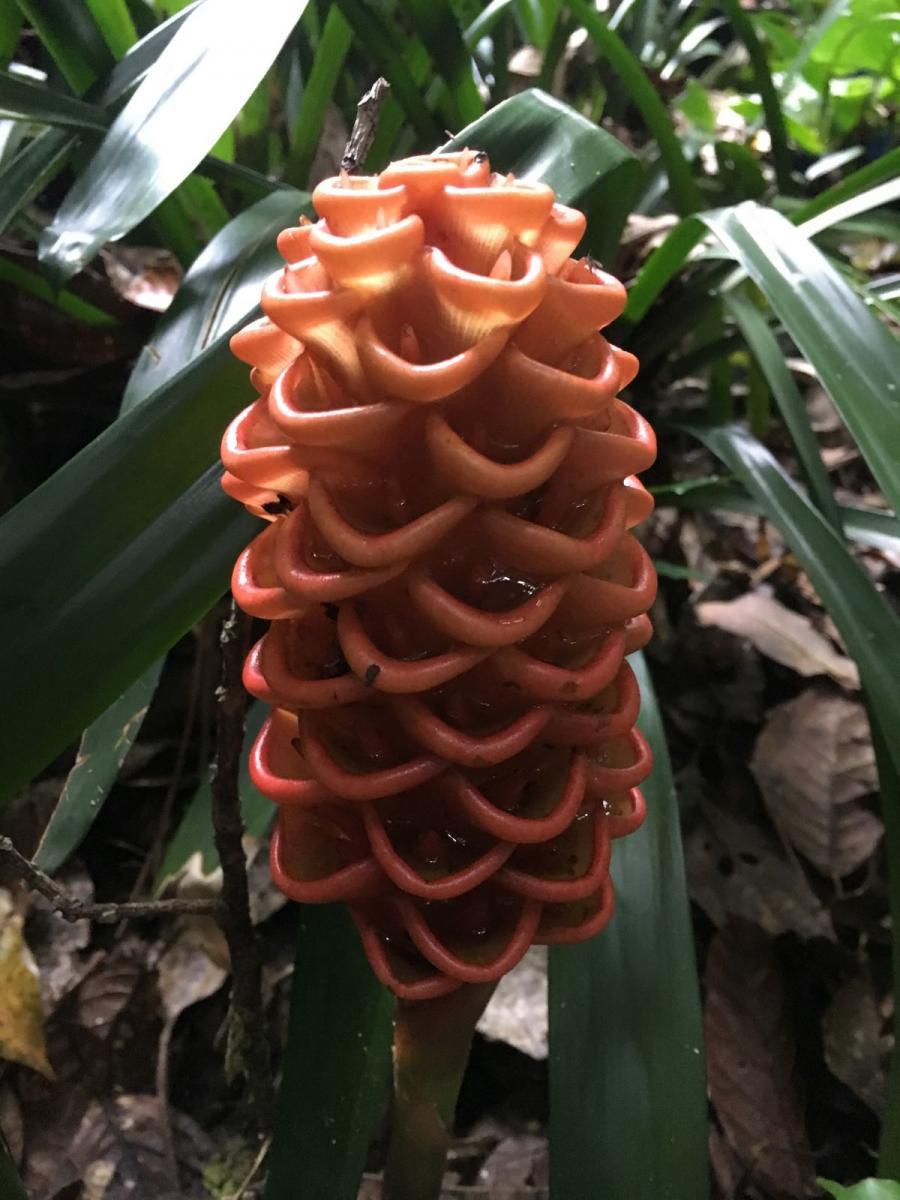 Beehive Ginger (Zingiber spectabile)