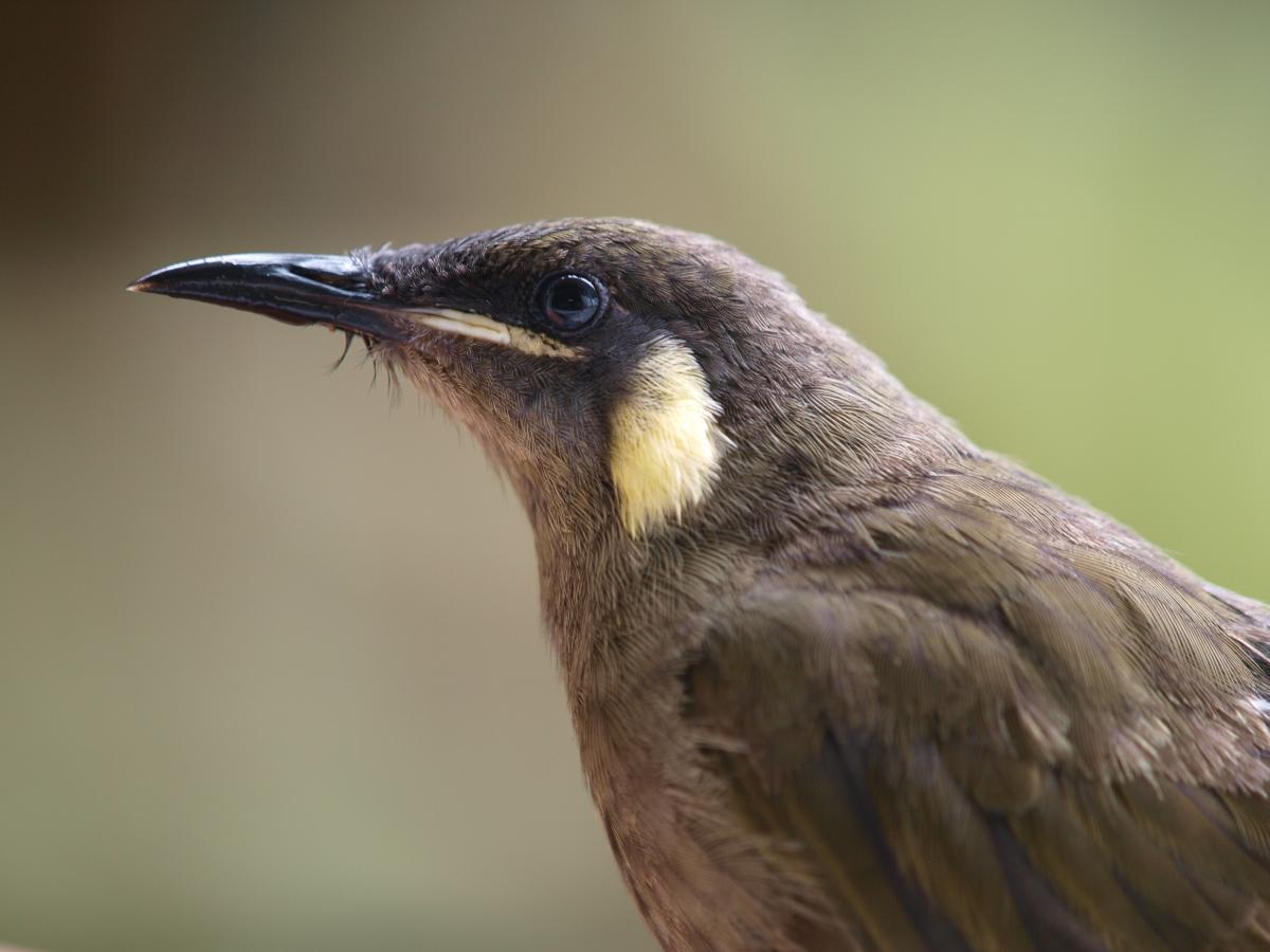 Birds – Paluma – our village in the mist