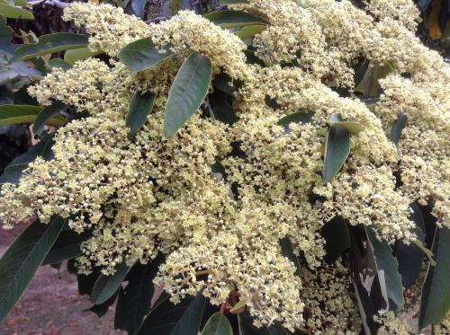 Pink Ash (Alphitonia petriei) flowers