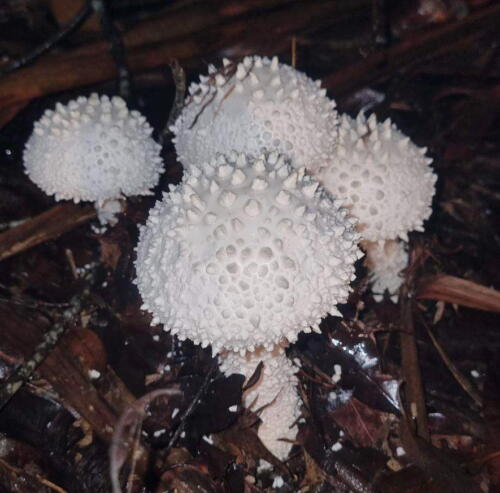 Pyramid Builder Lepidella (Amanita pyrimidifera)  