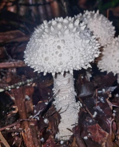 Pyramid Builder Lepidella (Amanita pyrimidifera) 