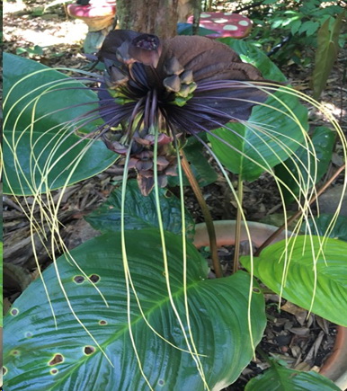 Black Bat Plant