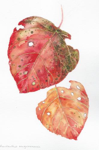 Bleeding Heart Tree (Homolanthus novo-guineensis) leaves