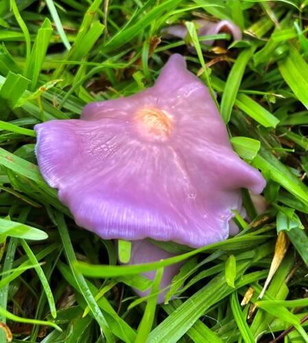 Australian Blewit (Lepista sublilacina)