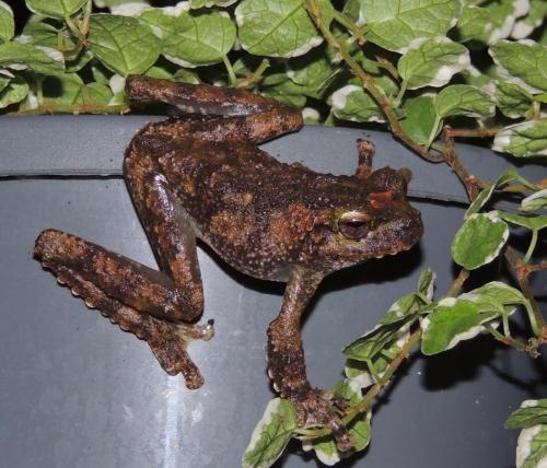 Green-eyed Frog (Litoria [serrata] genimaculata)