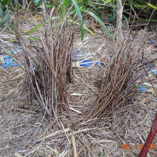 Satin Bowerbird Bower