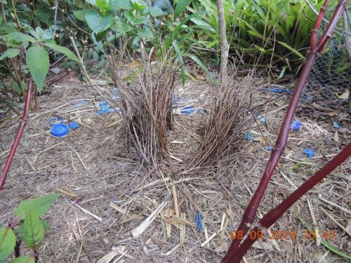 Satin Bowerbird bower