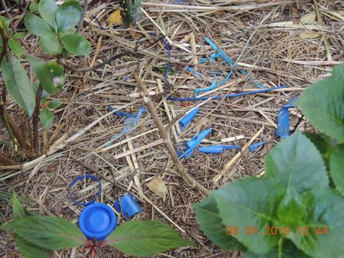 Satin Bowerbird Bower