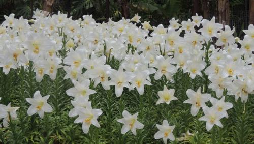 November Lilies (Lilium longiflorum)