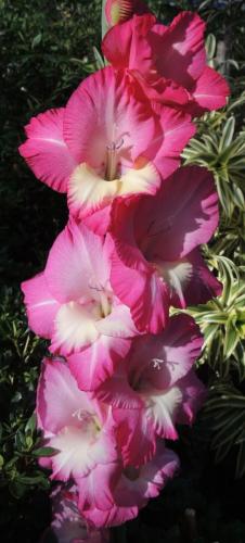 Gladioli