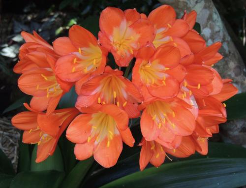 Clivia