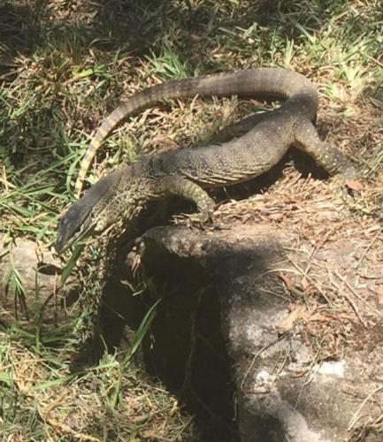 Yellow-spotted Monitor (Varanus panoptes)