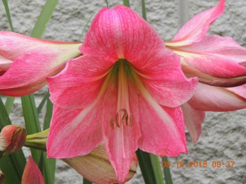 Hippeastrum 10