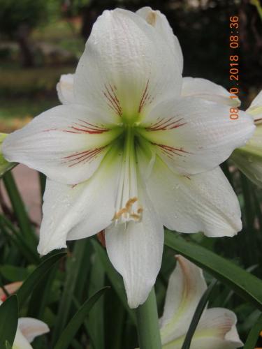 Hippeastrum 5