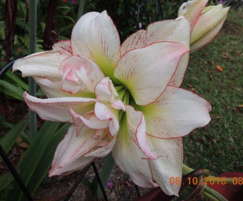 Hippeastrum 6