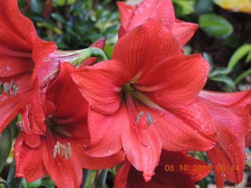 Hippeastrum 7