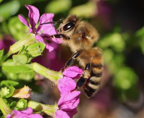 Teddy Bear Bee (Amegilla bombiformis)