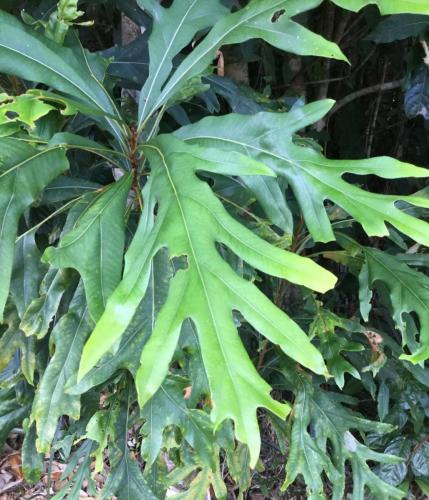 Darlingia darlingiana  (Silky Oak)