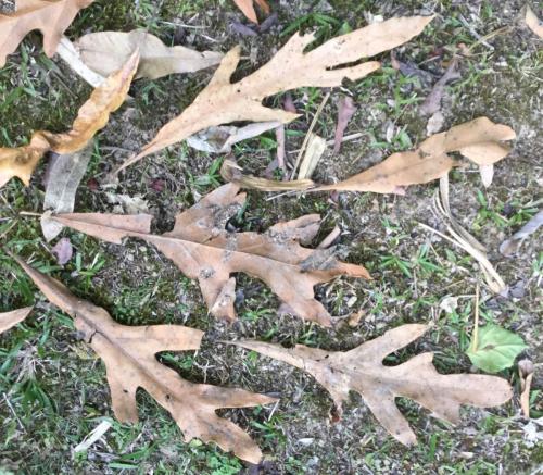 Darlingia darlingiana  (Silky Oak)