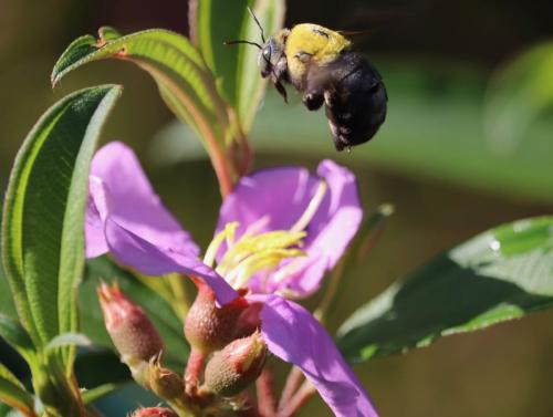 Great Carpenter Bee (Xylocopa (Koptortosoma) sp) 