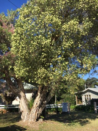 Paperbark Tea Tree (Melaleuca quinauenervai)