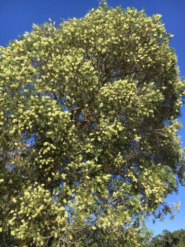 Paperbark Tea Tree (Melaleuca quinquenervia)