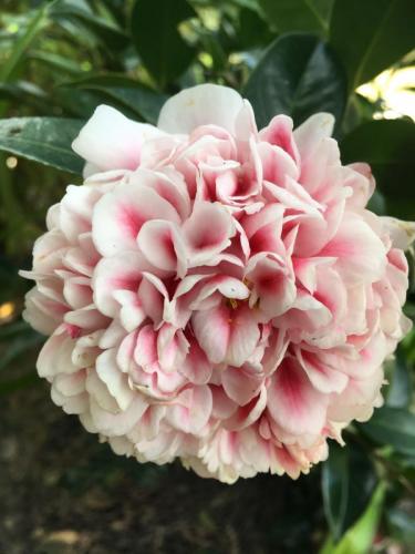 Camellia "Volunteer"