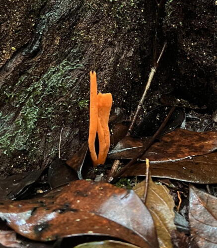 Clavulinopsis sp