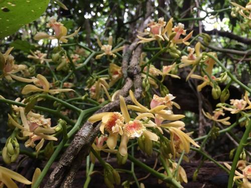 Giant Climbing Orchid (Pseudovanilla foliata)