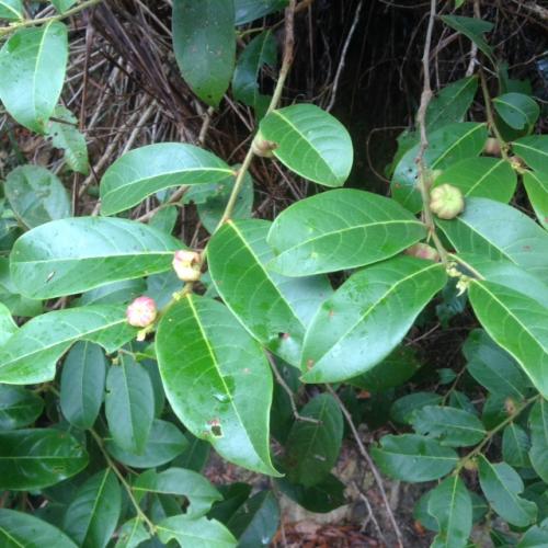 Hyland's Buttonwood (Glochidion hylandii)