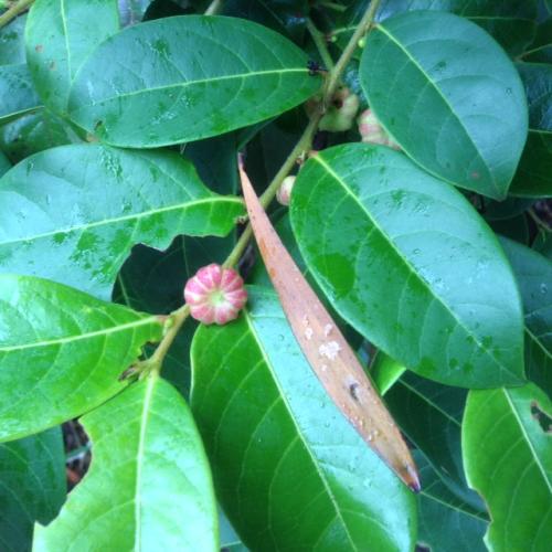 Hyland's Buttonwood (Glochidion hylandii)