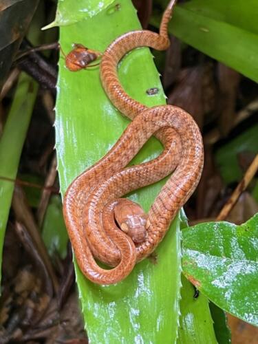 Brown Tree Snake (Boiga irregularis)