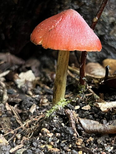 Hygrocybe astatogala