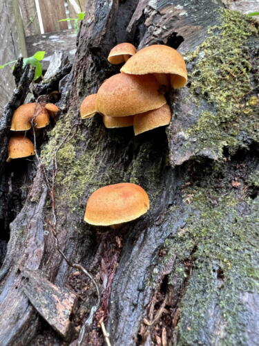 Gymnopilus sp.