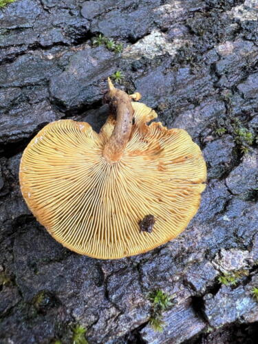 Gymnopilus sp.