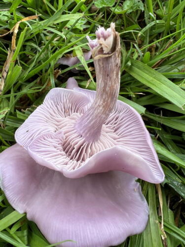 Australian Blewit (Lepista sublilacina)