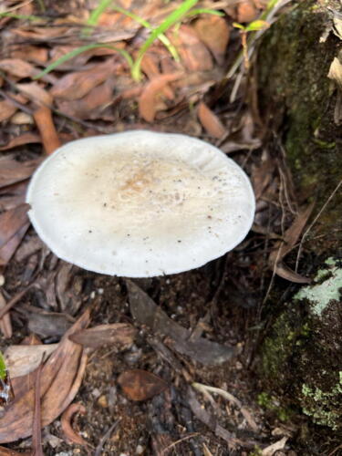 Amanita sp. (section Roanokenses)