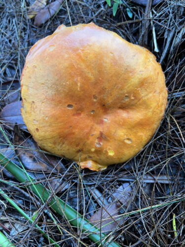 Tylopilus ballouii group